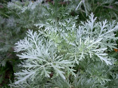 Полынь Людовика 'Silver Queen' - Саженцы многолетних цветов и рассады в  Москве и МО