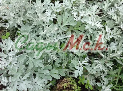 Серебряный королева Ludoviciana артемизии полыни или Sagebrush серебро в  саду Стоковое Изображение - изображение насчитывающей листво, красивейшее:  209321221