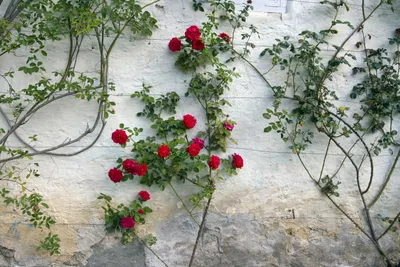 Ползучая роза фото фотографии