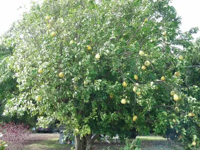 Помело фрукт дерева (76 фото)