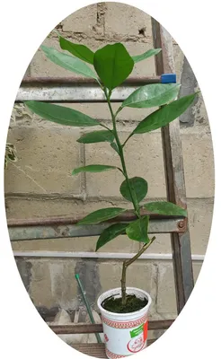 Помело Фрутто Роза (Citrus paradisi Frutto Rosa) мини-штамб 12л - Сочинский  питомник декоративных растений
