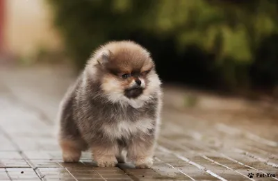 Померанский шпиц: Самая популярная собака России вот уже 5 лет! В чём  секрет такого успеха? | Книга животных | Дзен