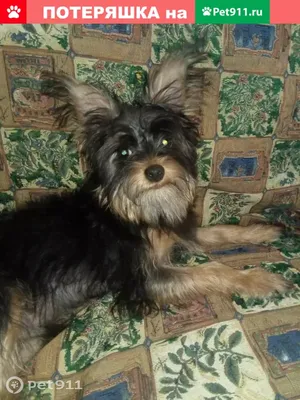 Бишон-йорк (Bichon yorkie) (Породы собак) купить йорка, йоркширский терьер  купить, йоркширский терьер фото, терьеры породы, щенки йорка, мини  йоркширский, щенки йоркширского терьера, мини йорк Энциклопедия о животных  EGIDA.BY