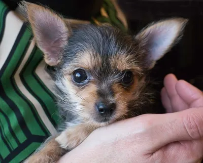 Пропала собака на ул. Авиаторская, 9Б, Уфа | Pet911.ru
