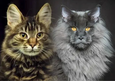Помесь мейн куна и сибирской кошки в формате jpg для скачивания