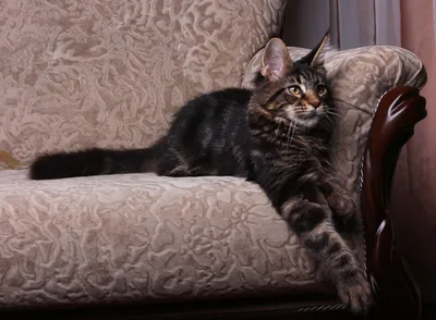Картинки мейн-кун-сибирской кошки для рекламы