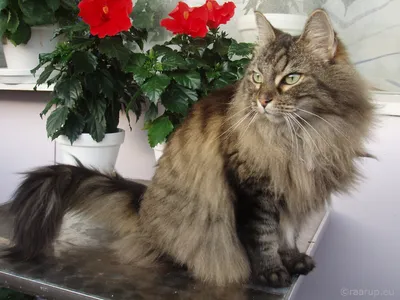 Фото мейн-кун-сибирской кошки с настраиваемым размером
