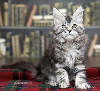 Фото мейн-кун-сибирской кошки с прекрасными окрасами