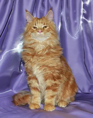 Фото мейн-кун-сибирской кошки в формате webp для скачивания