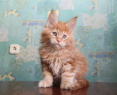 Фото помеси мейн куна и сибирской кошки с возможностью выбрать размер и формат