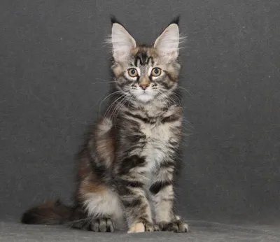 Изображения мейн-кун-сибирской кошки для использования в рекламных материалах