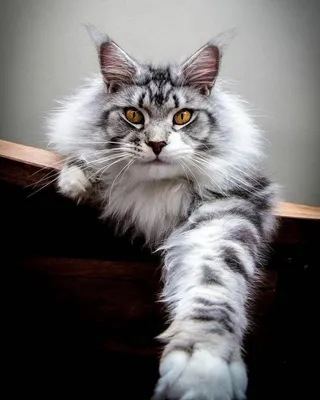 Картинка мейн-кун-сибирской кошки для использования в качестве обоев