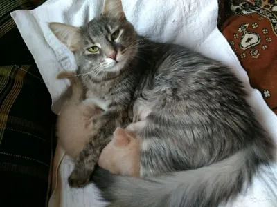 Фото мейн-кун-сибирской кошки для печати