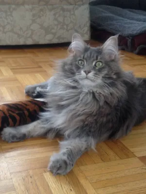 Фото мейн-кун-сибирской кошки среднего размера для скачивания
