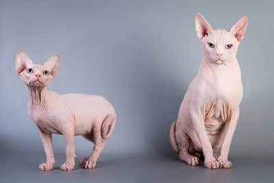 Фото помеси сфинкса и обычной кошки для всех любителей кошек