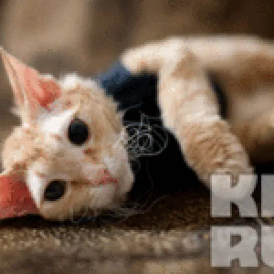 Фото помеси сфинкса и обычной кошки для скачивания бесплатно