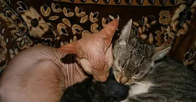Фотографии помеси сфинкса и обычной кошки для фонов