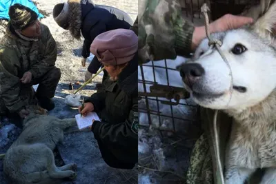 Помесь волка и собаки - волкособ возможно поймана в Якутии - Новости Якутии  - Якутия.Инфо