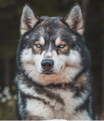 Продаются щенки помесь волка и лайки : Охотничьи собаки
