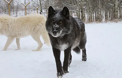 Волкособ — гибрид волка и собаки: достоинства и недостатки | Приключения  натуралиста | Дзен