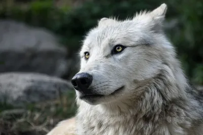 Волкособ или гибрид волка🐺- в чем разница? Волкособ-это помесь волка и  немецкой овчарки. Гибрид волка-это разнопроцентный гибрид волка и … |  Instagram