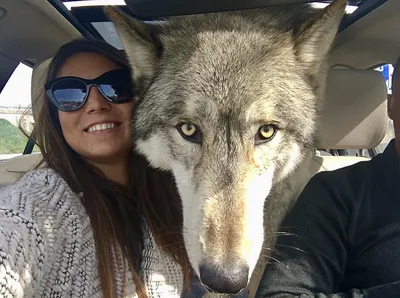 Гибрид собаки и волка - волкособ | Пикабу
