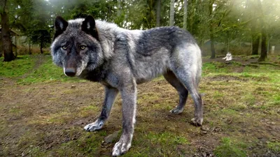 Гибрид волка и собаки (волкособ): как называются породы, описание,  характер, содержание и воспитание