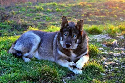 На Алтае разрешили отстрел гибридов волка и собаки - EcoPravda.ru