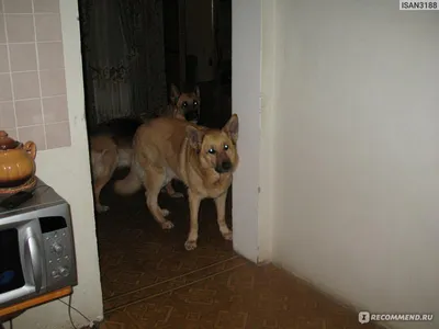 10 пород собак, в жилах которых течет волчья кровь - Питомцы Mail.ru