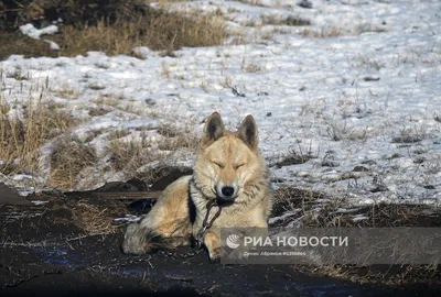 Опасный хищник из Оленегорска оказался помесью волка и собаки - KP.RU