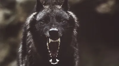 Волкособ / Помесь волка с овчаркой - «Пёс, который воет на луну... Фото.» |  отзывы