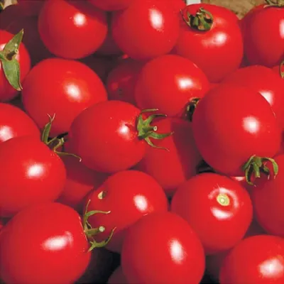 Семена томатов (помидор) Солероссо F1 купить в Украине | Веснодар