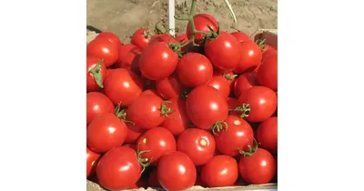 Семена томатов | томат солероссо f1 ультраранний 10 семян европакет,  империя семян