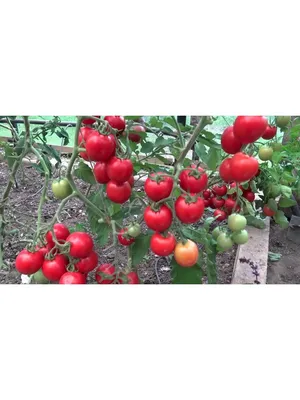 Семена томатов | томат солероссо 0,5 кг, агролиния
