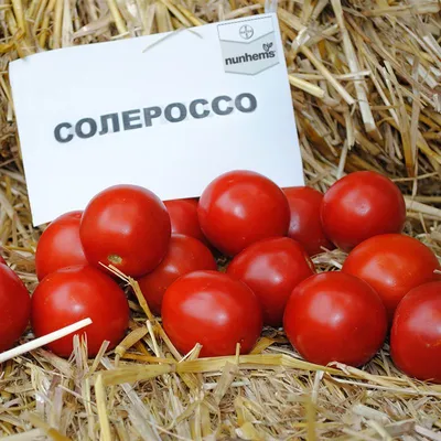 Томат Солероссо F1 семена купить ( детерминантный, ультраранний) Nunhems,  цена в интернет-магазине Супермаркет Семян