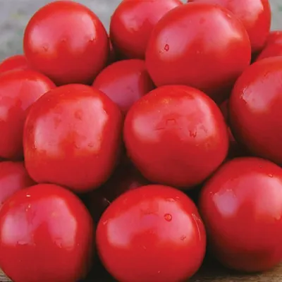 Семена томатов (помидор) Солероссо F1 купить в Украине | Веснодар