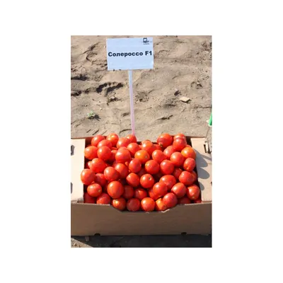 Солероссо F1 - томат для переработки, 1 000 семян, Nunhems/Нунемс  (Голландия) - купить в интернет-магазине fremercentr.ru быстрая доставка.  Почтой или ТК.