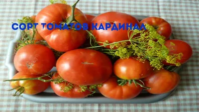 Томат Кардинал