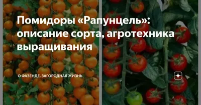 Tото Навигатор - Универсальный сорт, помидоры - Рапунцель | Facebook