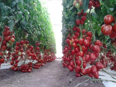 Томат Рапунцель: фото помидор, урожайность, отзывы