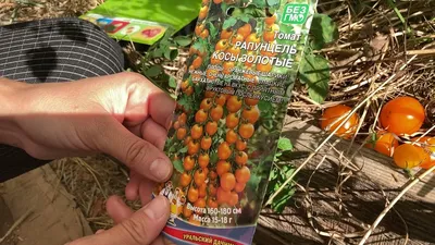 Уральский Дачник Семена Томат Рапунцель косы золотые