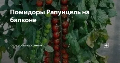 Черри-томат «Рапунцель косы золотые» от Уральский Дачник - YouTube