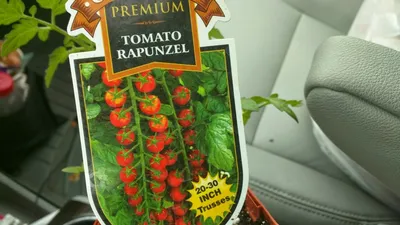 Rapunzel tomatoes | Veg garden, Potted plants patio, Edible garden