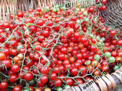 Rapunzel Hybrid Tomato | Growing tomatoes from seed, Growing tomatoes  indoors, Rapunzel tomato