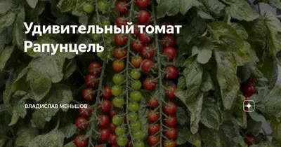 Семена Томат Рапунцель Косы Золотые 20 шт. Уральский Дачник 157925285  купить за 191 ₽ в интернет-магазине Wildberries