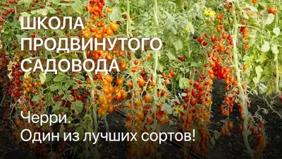 Семена Томат Златовласка (Рапунцель) SeedEra 0,1 г – фото, отзывы,  характеристики в интернет-магазине ROZETKA от продавца: Cebulinka | Купить  в Украине: Киеве, Харькове, Днепре, Одессе, Запорожье, Львове