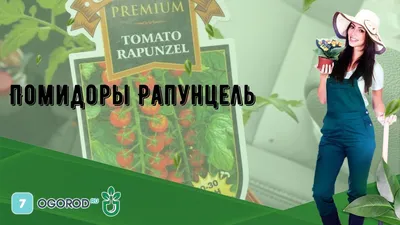 Сорт томатов Рапунцель - маленькое чудо на вашей грядке | Твоя усадьба |  Дзен