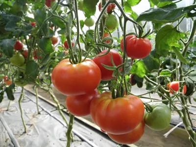 Купить томат жемчужина садовая Валуйки семена и саженцы низкая цена