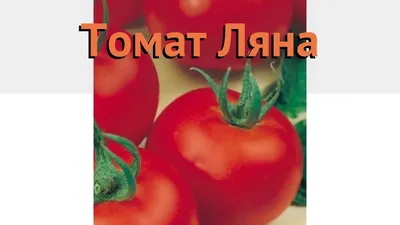 Посев семян томатов без заморочек. Любимый сорт Ляна. | Вера Ларина | Дзен