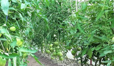 15 лучших сортов томатов для открытого грунта: описание, фото, отзывы,  характеристика самых урожайных и сладких сортов